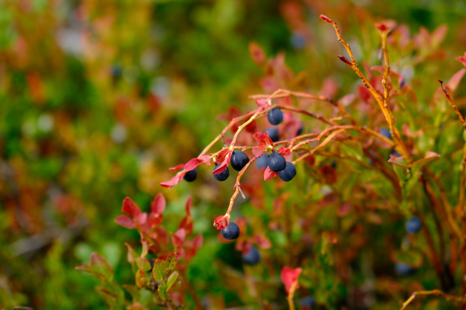 Otevírací doba svátky 2025 - Obrázek